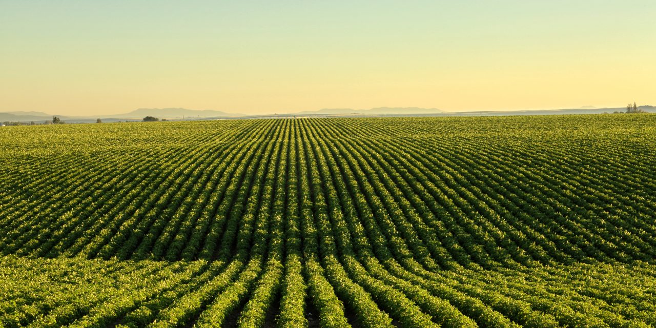 Si allenta la pressione dei costi in agricoltura