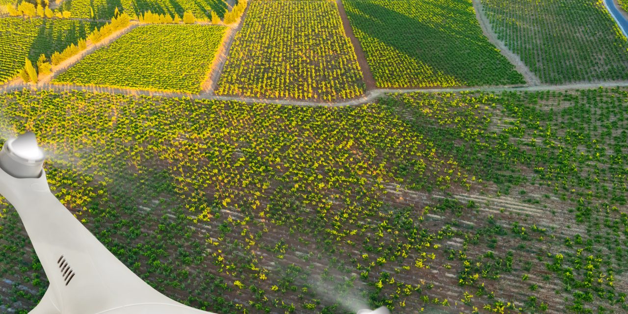 Vigne e cantine spingono sull’innovazione. Cresce la propensione a investire anche nei prossimi 5 anni.
