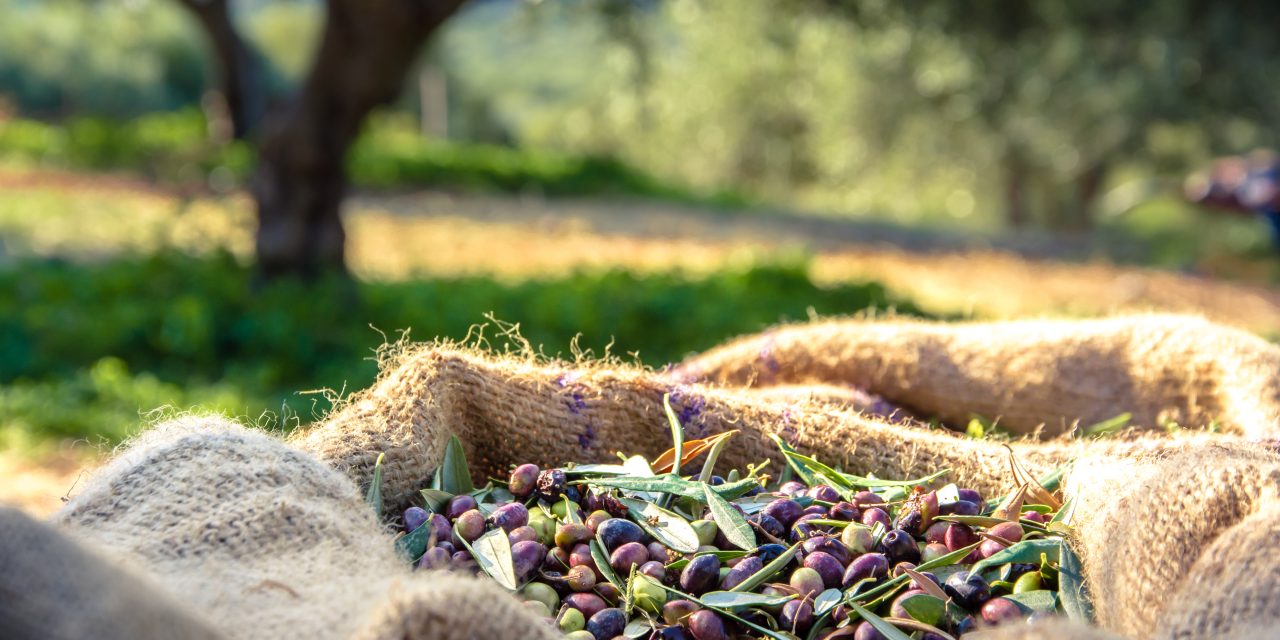 Stime produttive olio di oliva: attesa flessione del 32% sulla scorsa annata